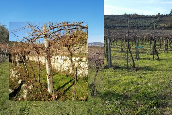 Vigneti in Valpolicella