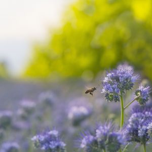 ape-biodiversità-sostenibilità-vigneto