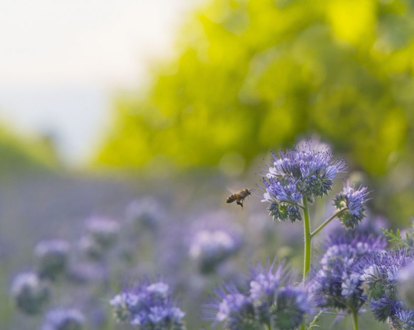 ape-biodiversità-sostenibilità-vigneto