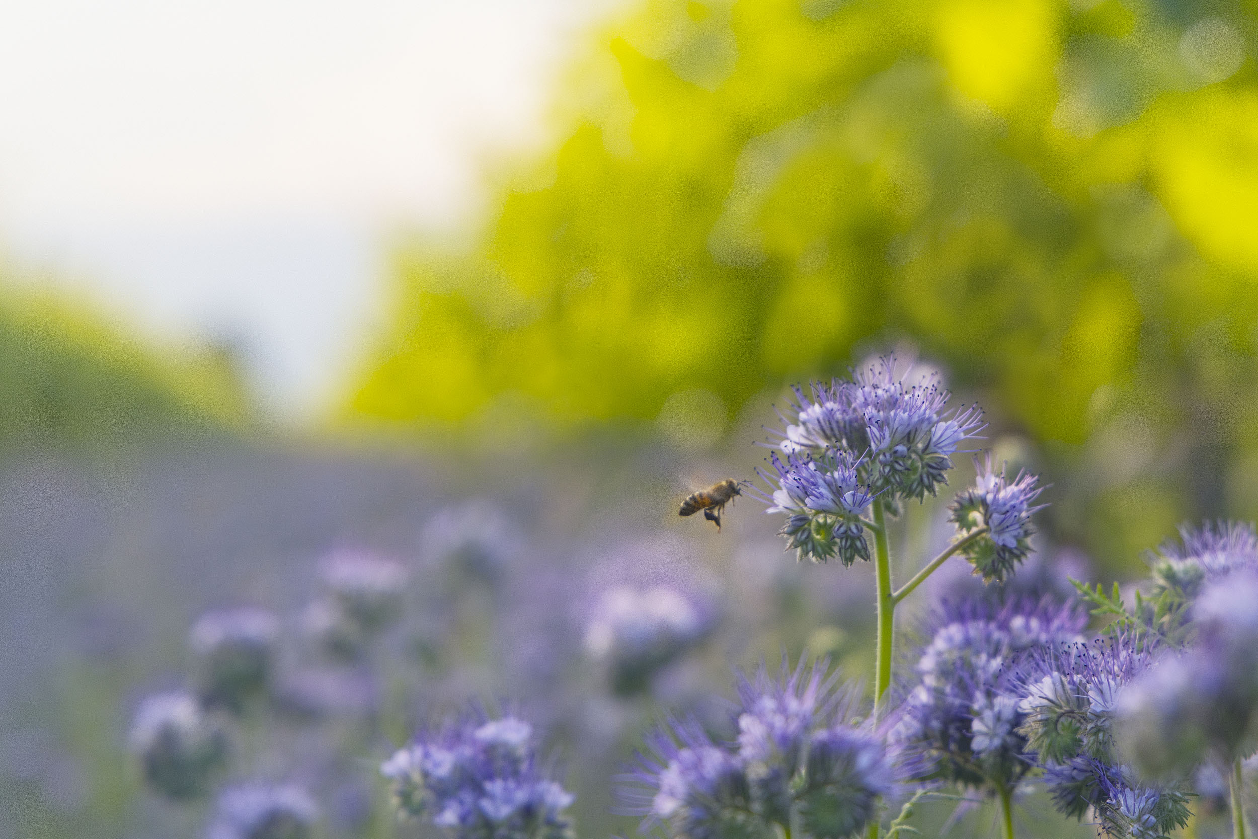 ape-biodiversità-sostenibilità-vigneto