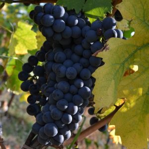 Valpolicella Winery (81)