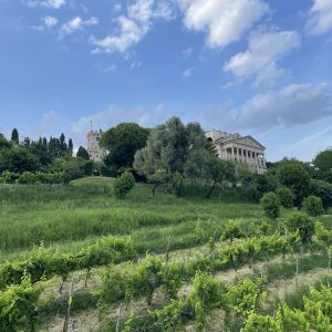 IMG_1365 Villa Gera Vineyard