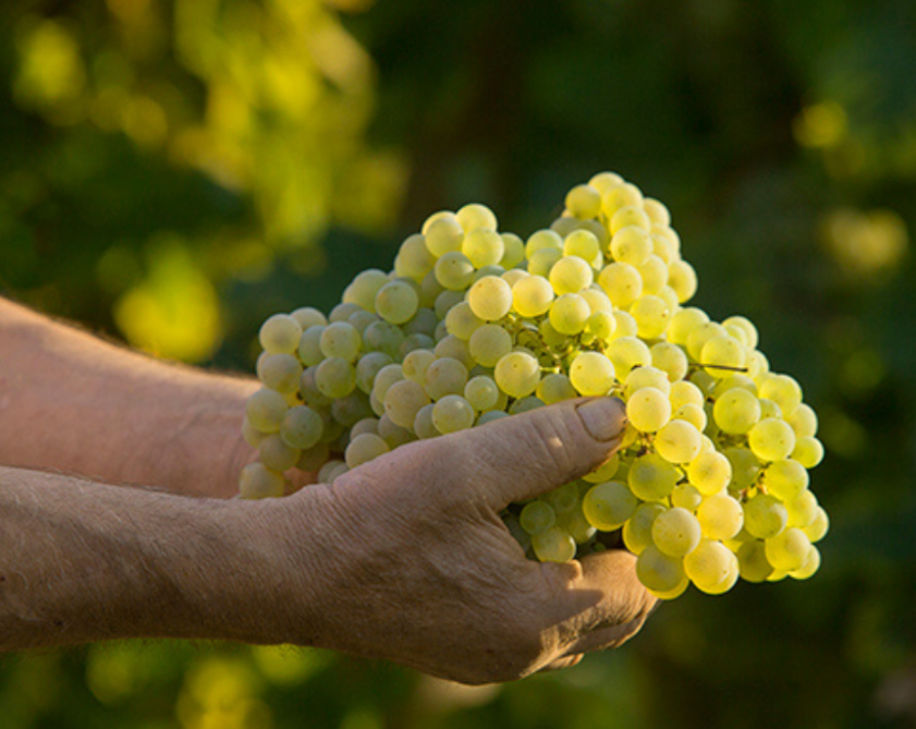 Azienda verde_Vigneti