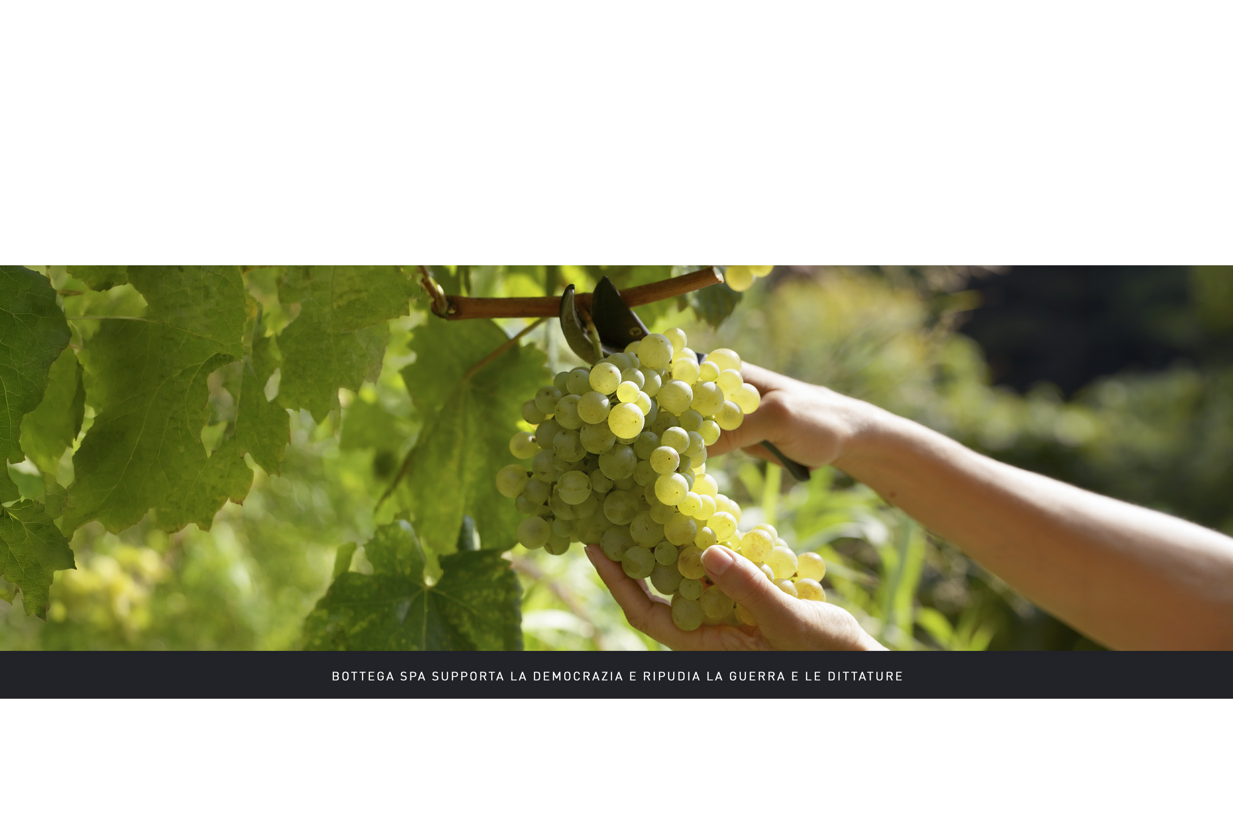 VENDEMMIA